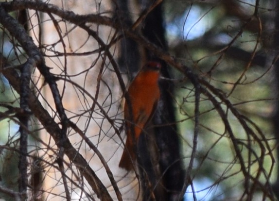 Hepatic Tanager (Northern) - ML608429877