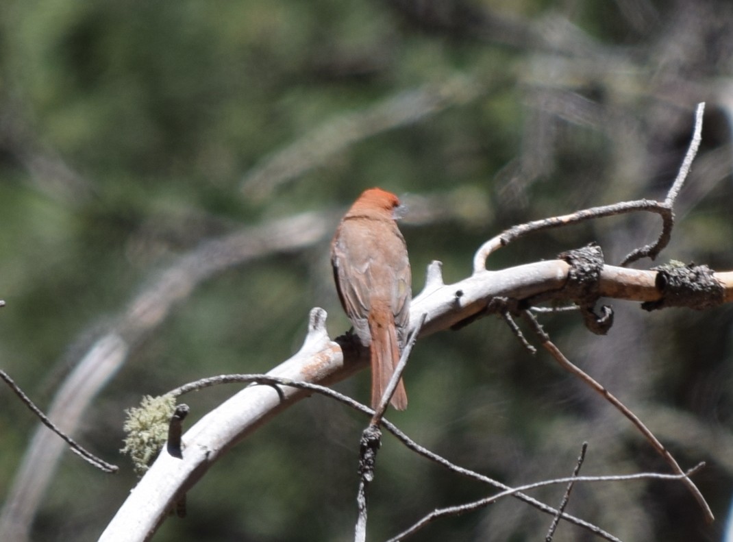 Hepatic Tanager (Northern) - ML608429880