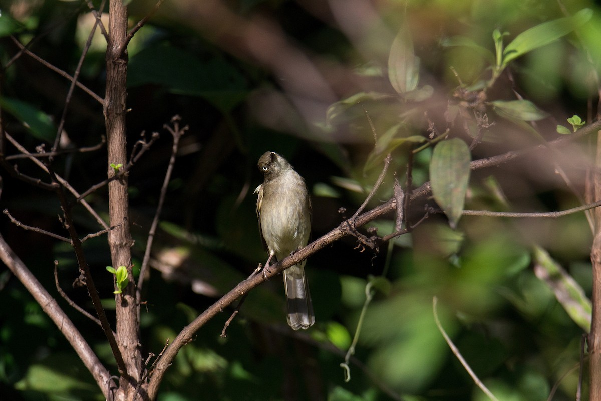 Bulbul Ojiblanco (simplex/halizonus) - ML608429882