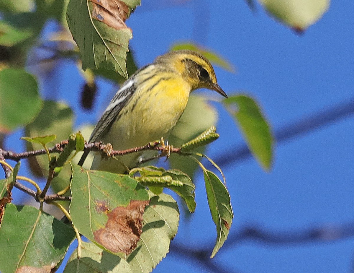 Blackburnian Warbler - ML608429893