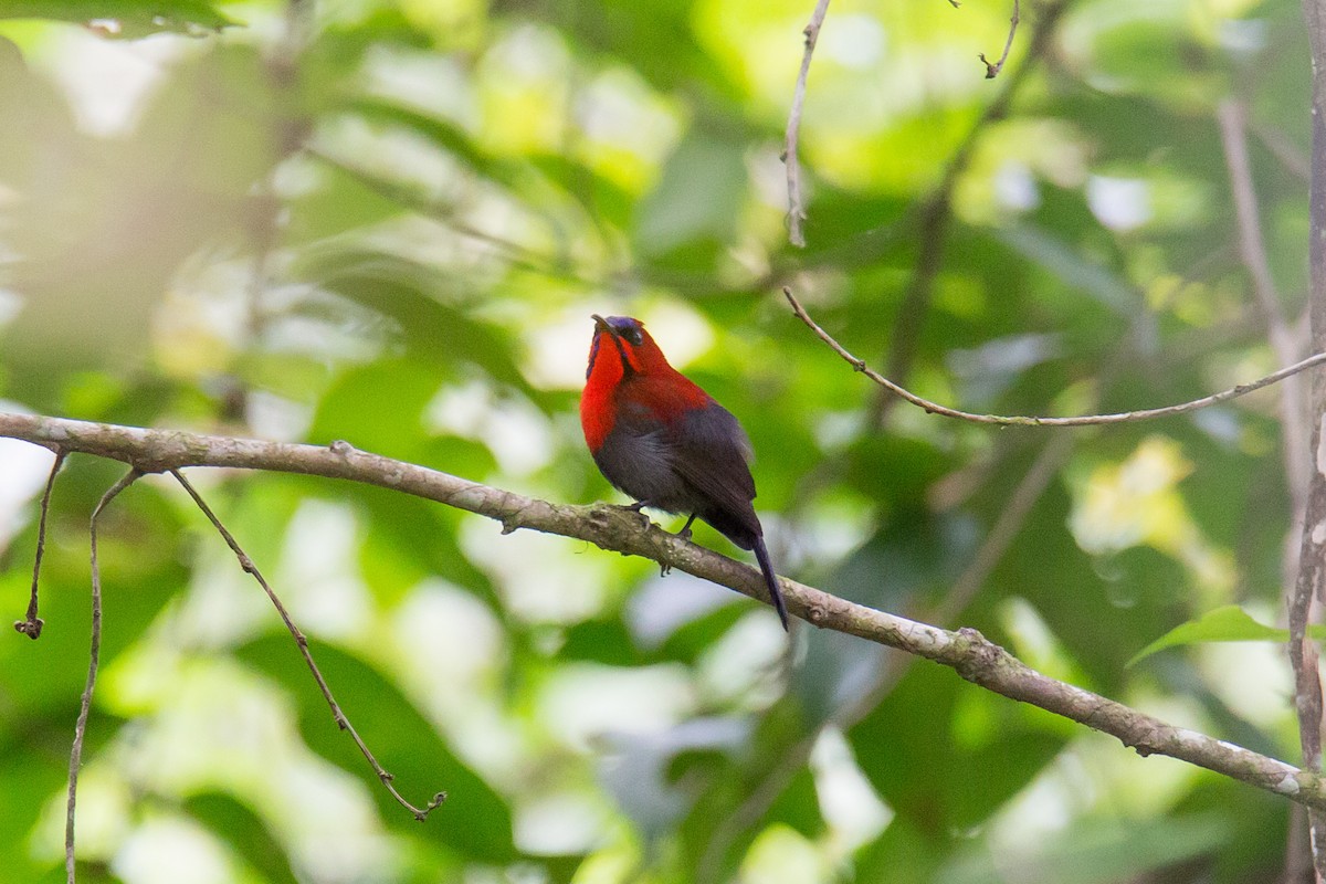 Crimson Sunbird (Crimson) - ML608429934