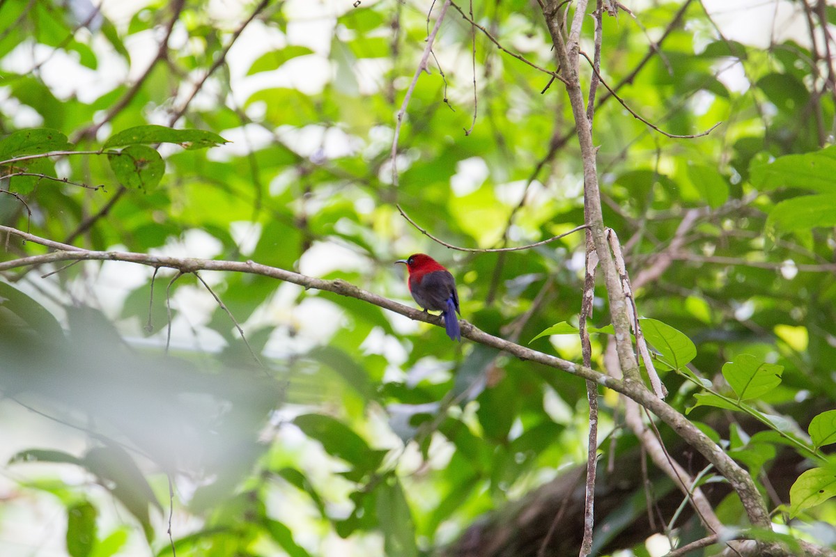 Crimson Sunbird (Crimson) - ML608429935