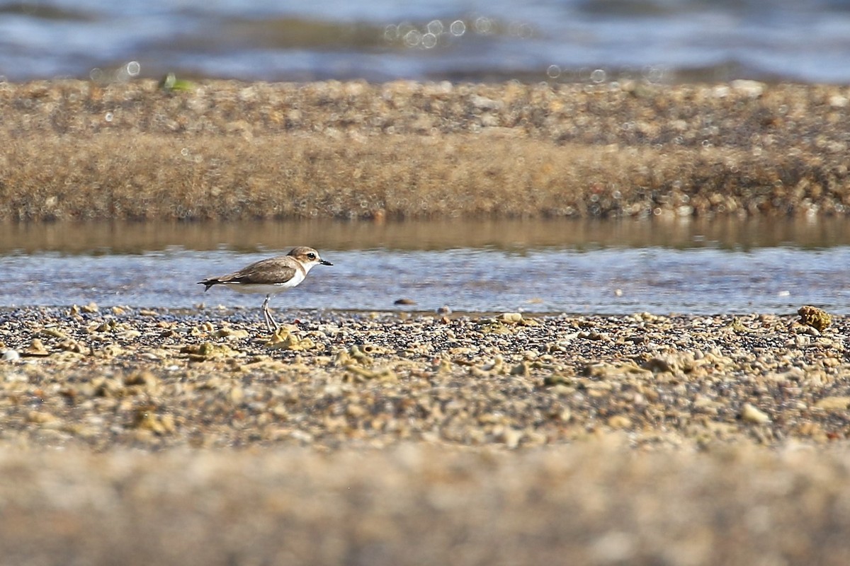 Javan Plover - ML608429941