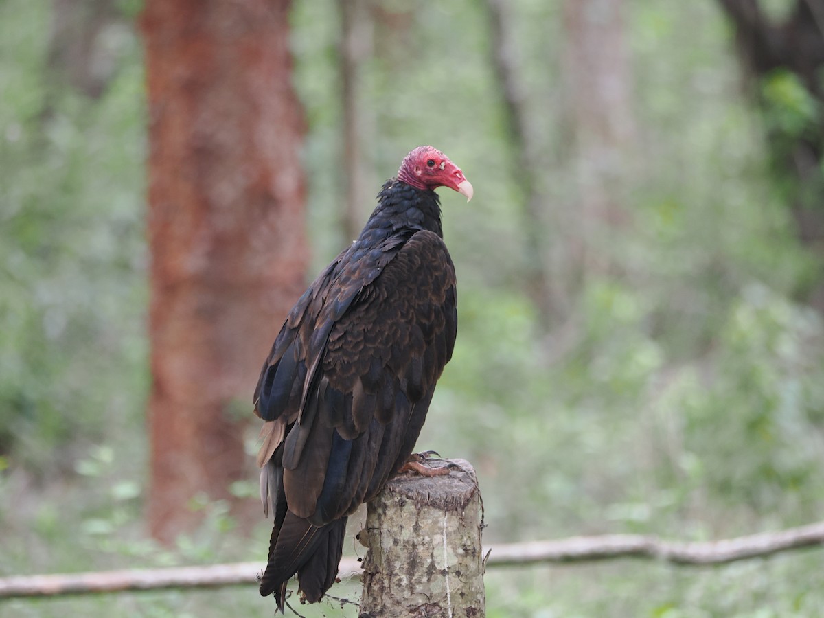 Turkey Vulture - ML608429954