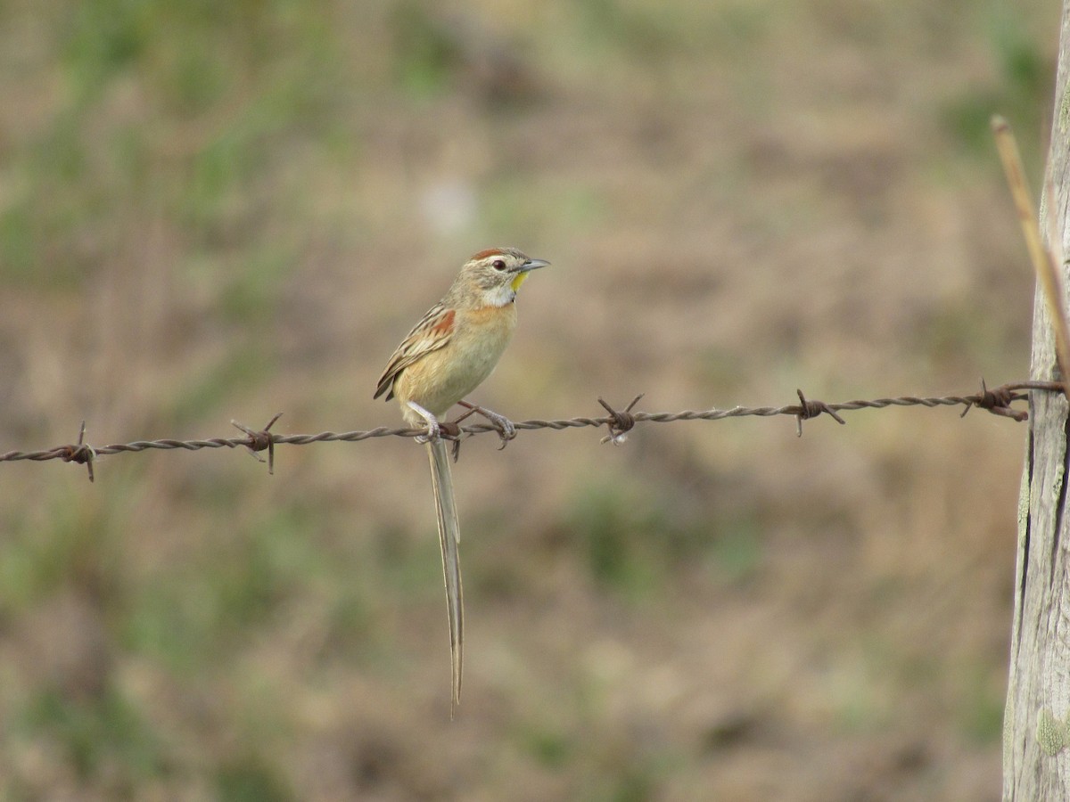 Chotoy Spinetail - ML608429968
