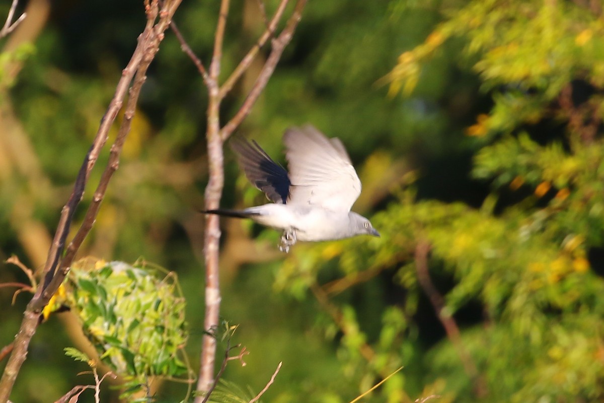 hvitgumplarveeter - ML608429998