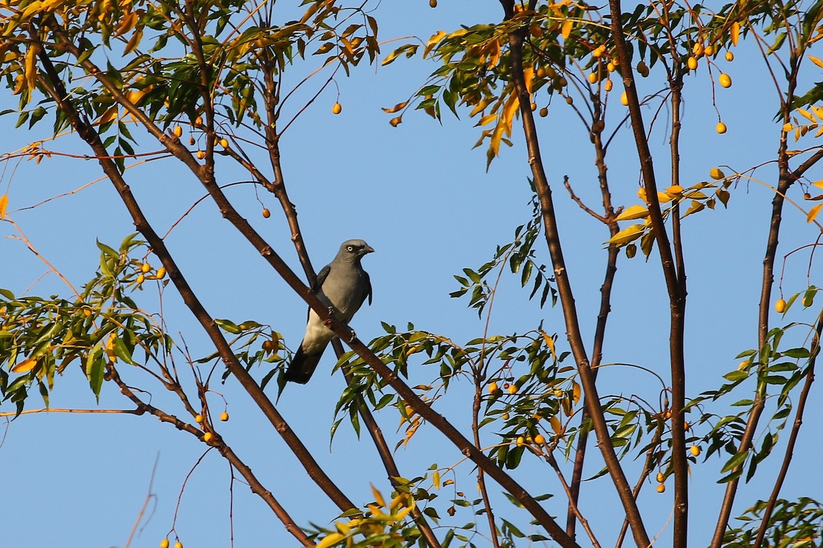 White-rumped Cuckooshrike - ML608430000