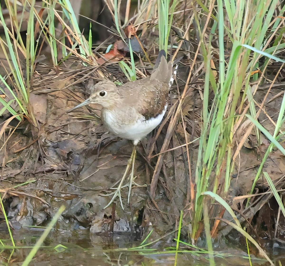 Solitary Sandpiper - ML608430004