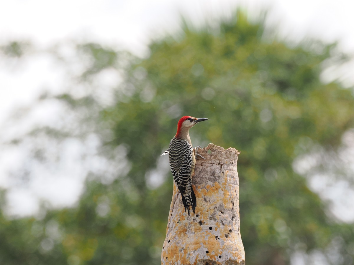 West Indian Woodpecker - ML608430060