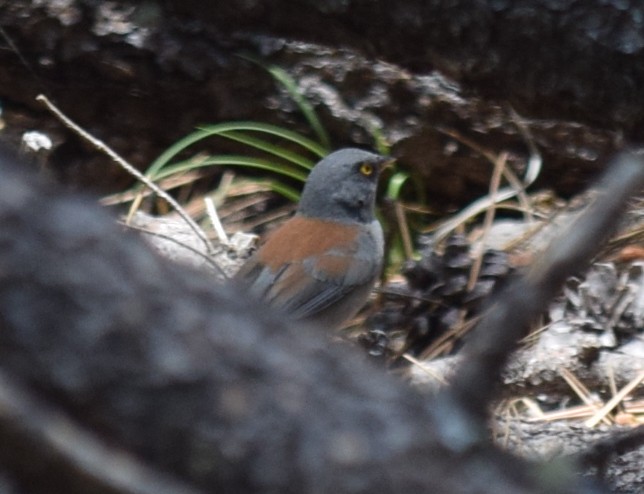 Yellow-eyed Junco - ML608430071