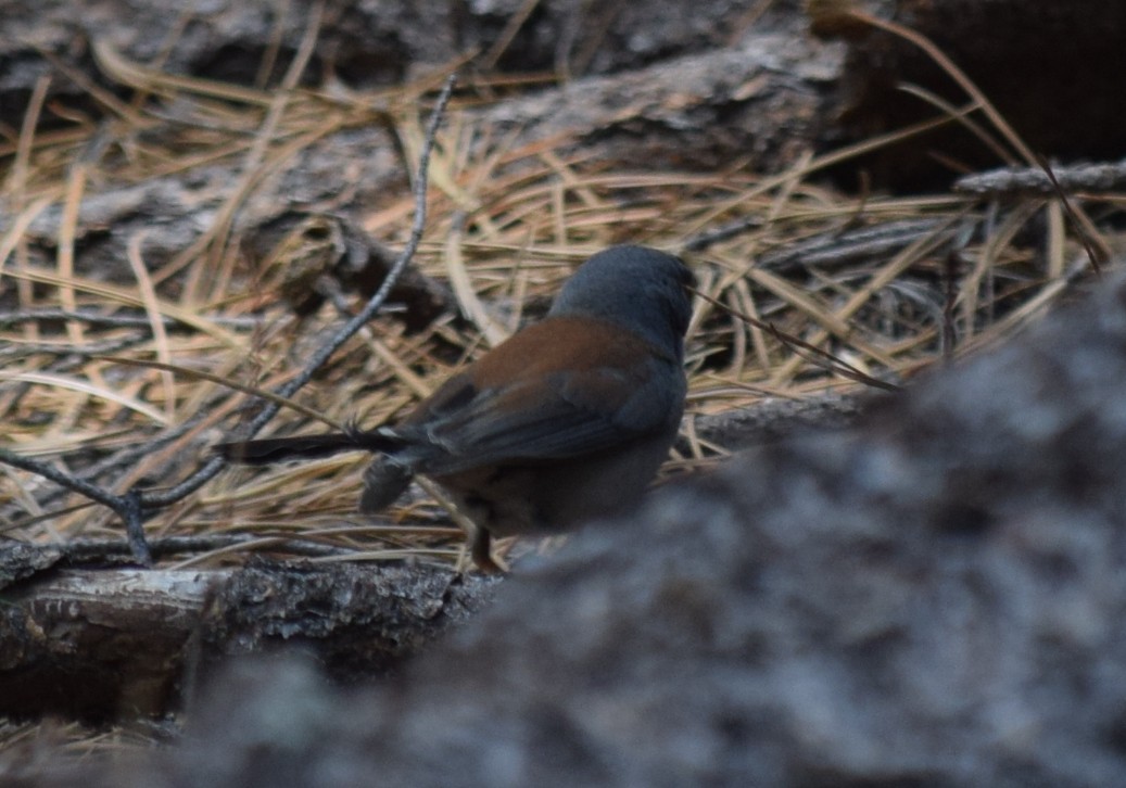 Yellow-eyed Junco - ML608430072