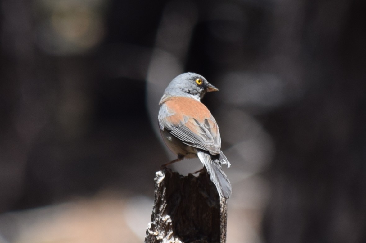 Junco aux yeux jaunes - ML608430075