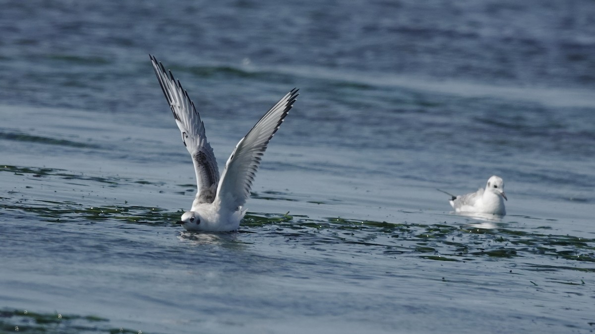 Bonaparte's Gull - Barry Day