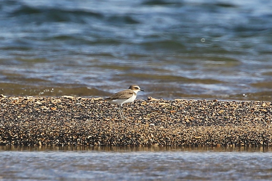 Javan Plover - ML608430161