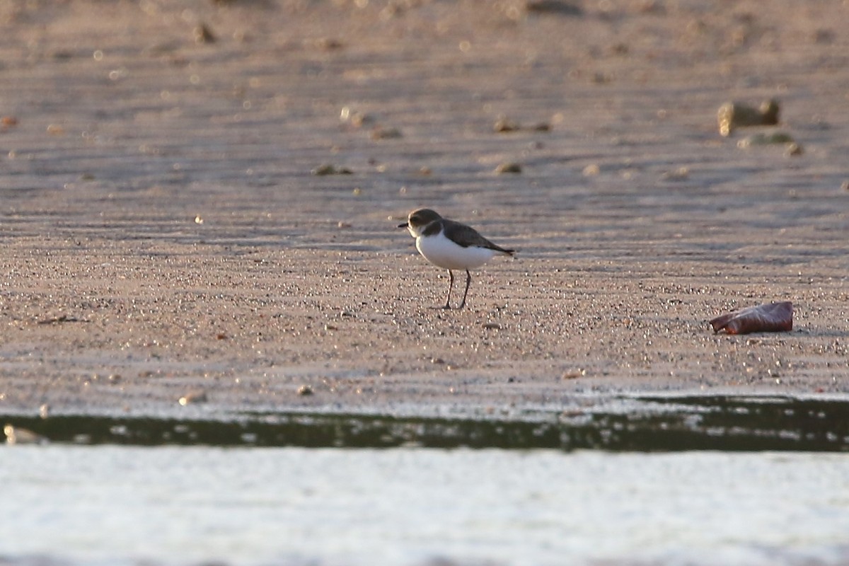 Javan Plover - ML608430178