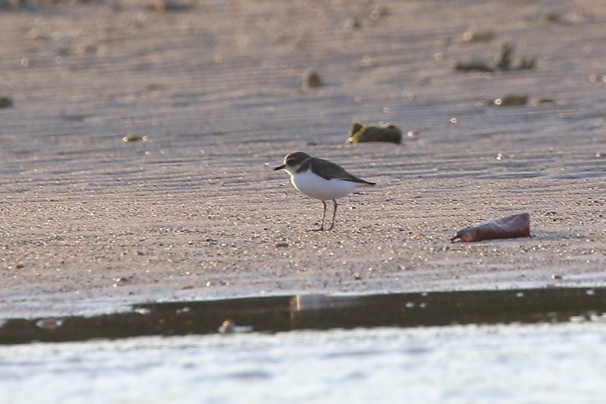 Javan Plover - Ko Cheng