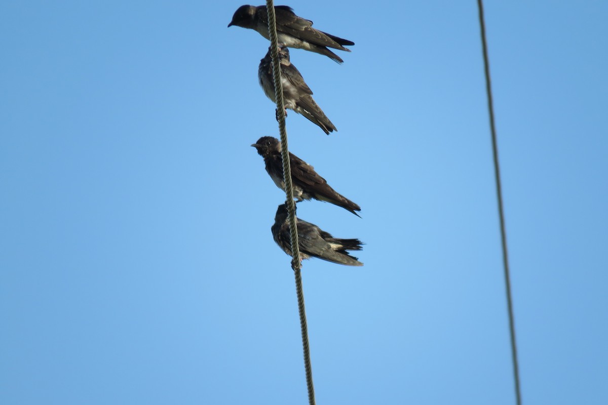 Purple Martin - ML608430290