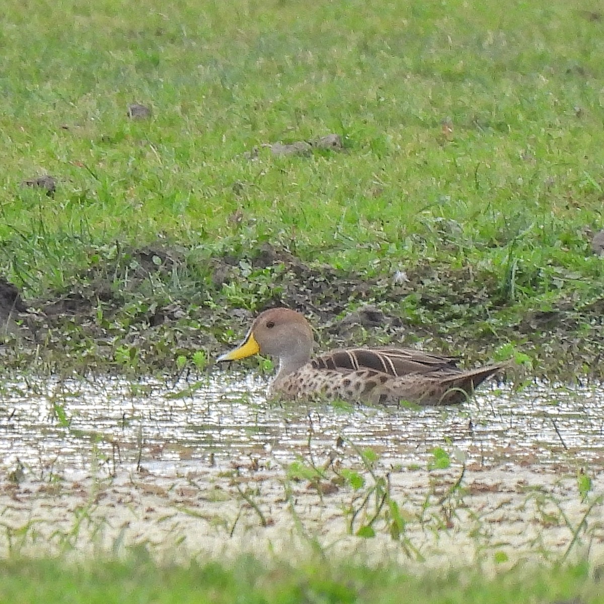 Yellow-billed Pintail - ML608430333