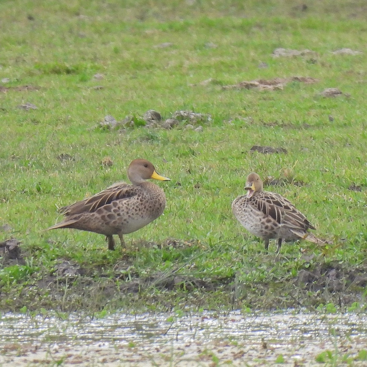 Yellow-billed Pintail - ML608430334