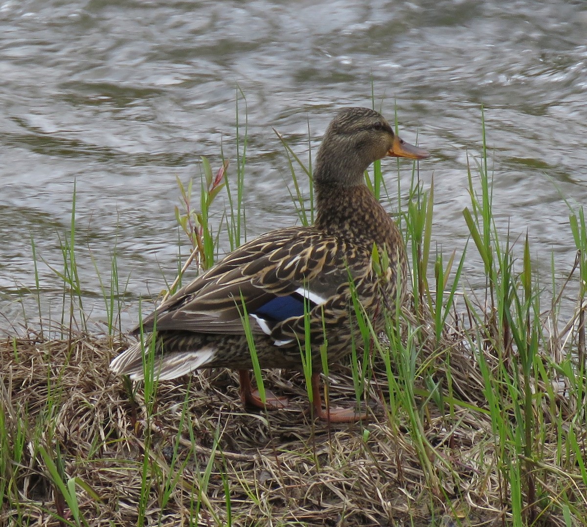 Mallard - ML608430366