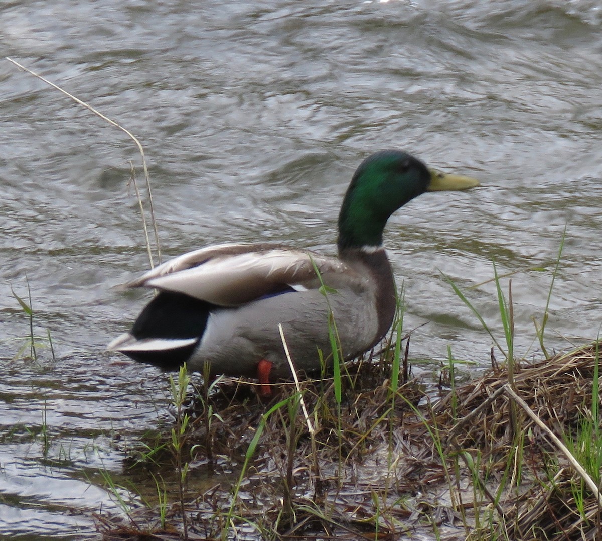 Mallard - ML608430367