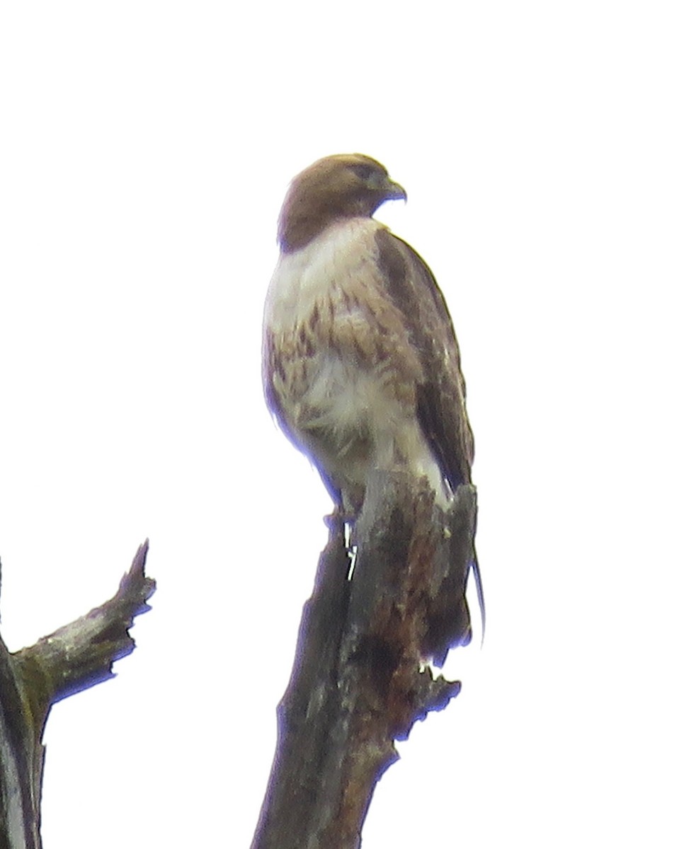 Red-tailed Hawk - ML608430381