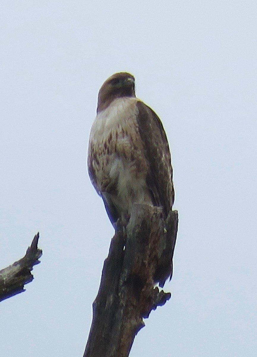 Red-tailed Hawk - ML608430383