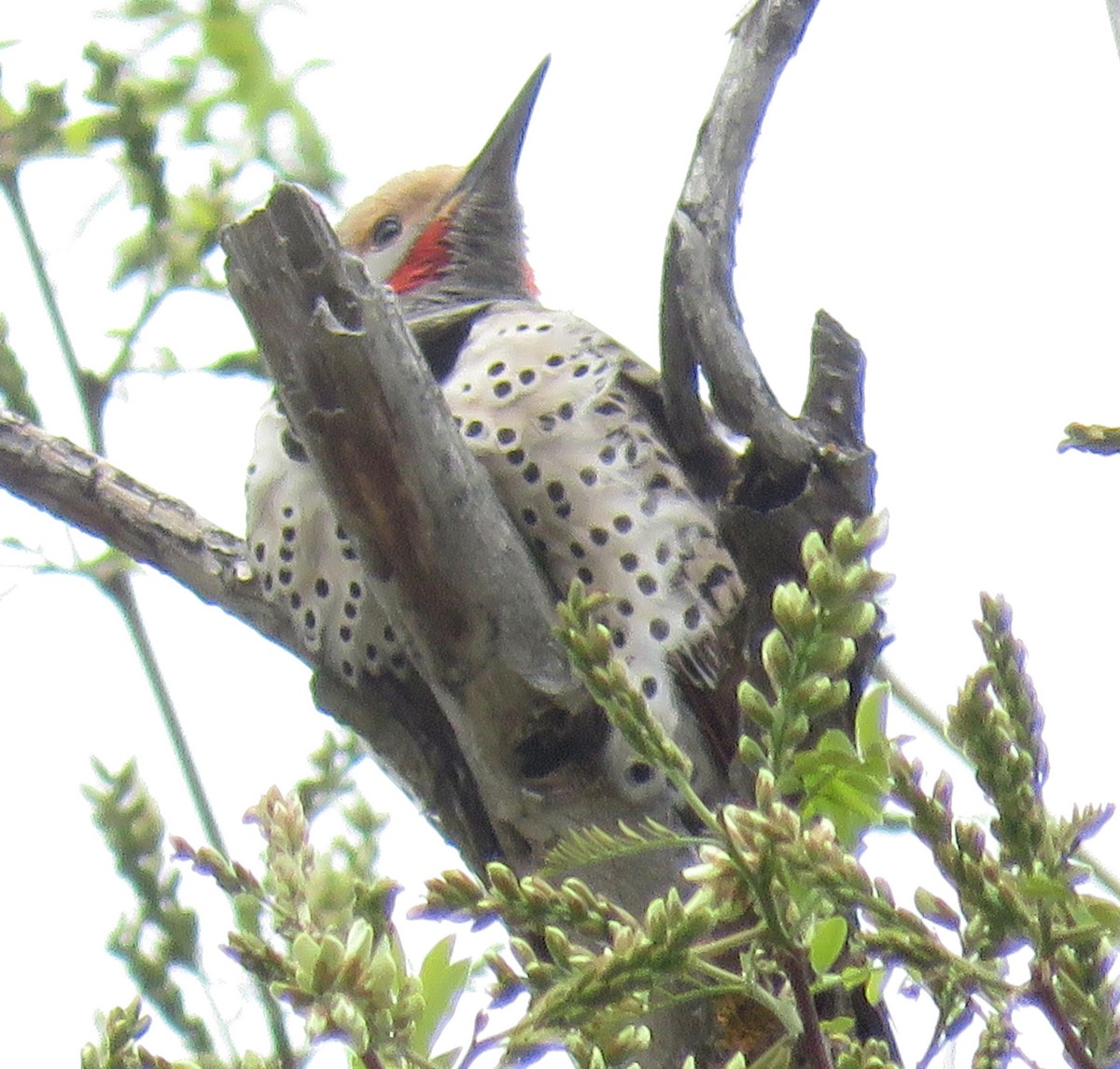 Northern Flicker (Red-shafted) - ML608430392