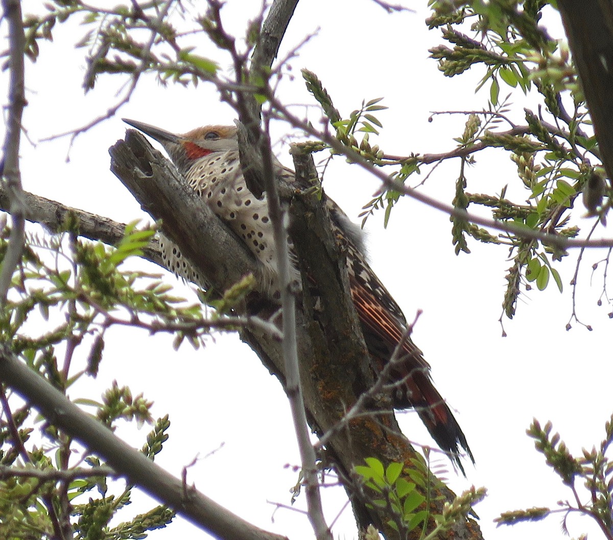 Northern Flicker (Red-shafted) - ML608430393