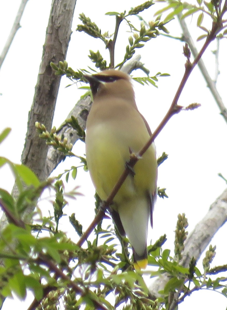 Cedar Waxwing - ML608430412