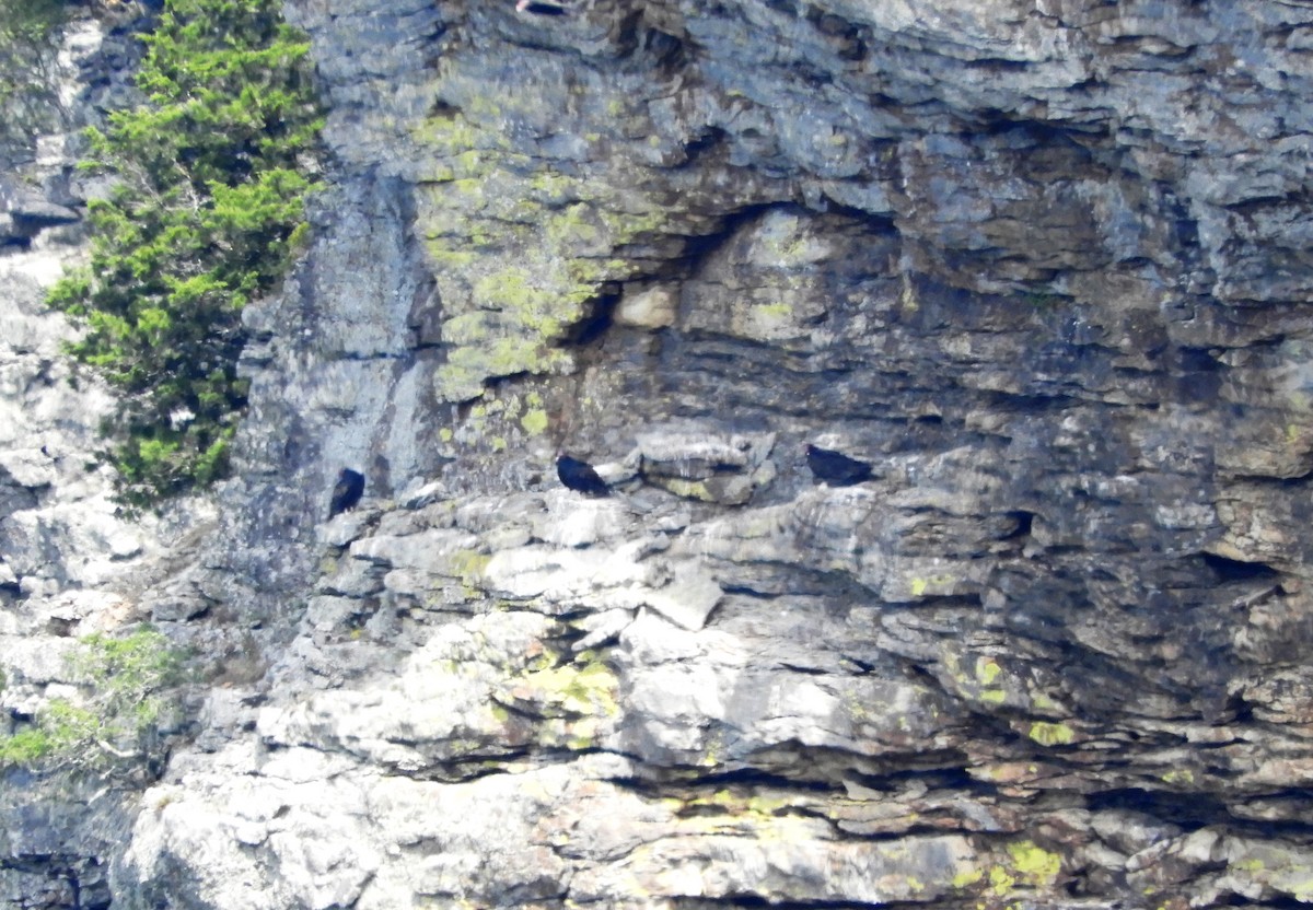 Turkey Vulture - Joe Neal