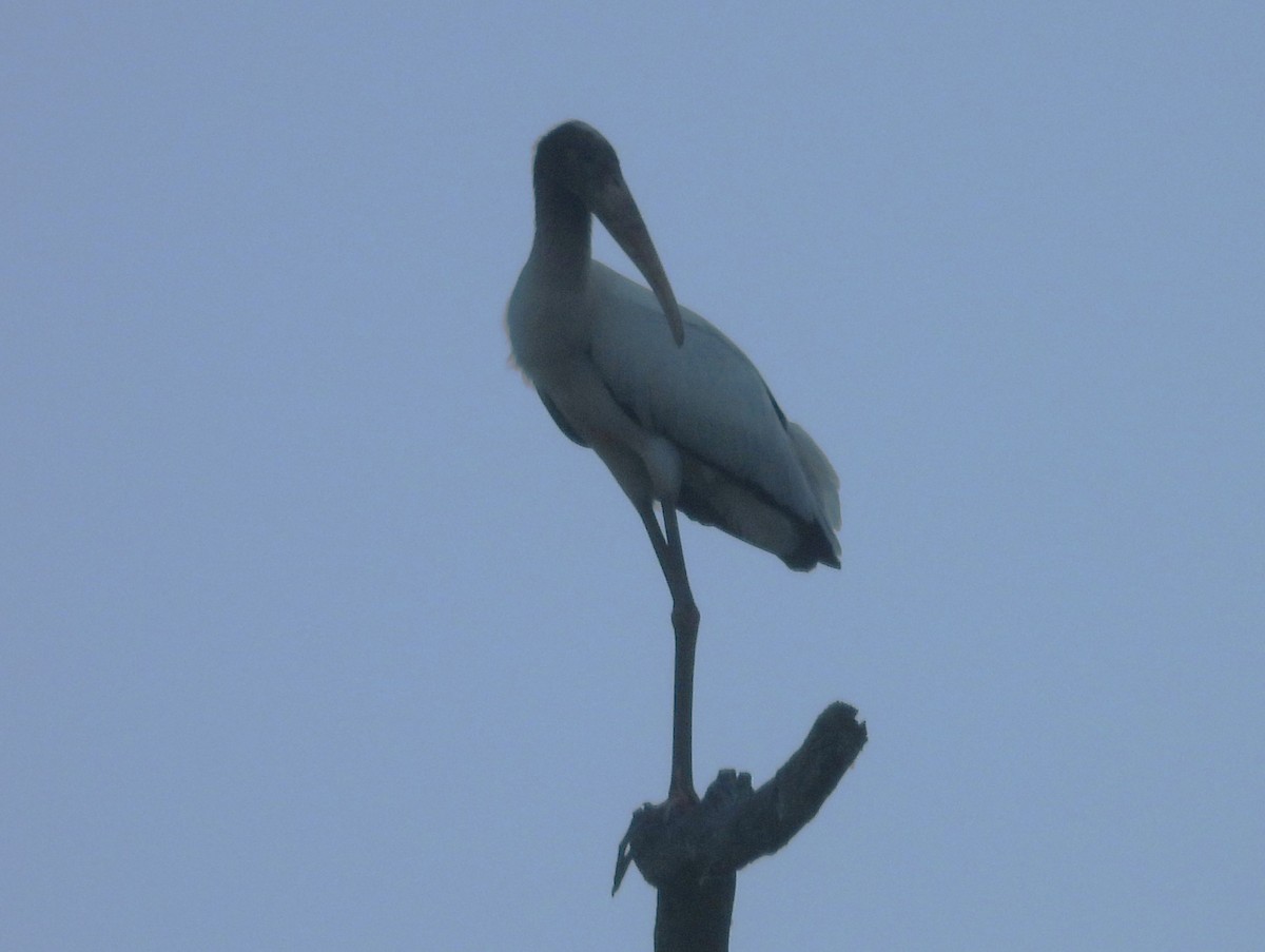 Wood Stork - ML608430436