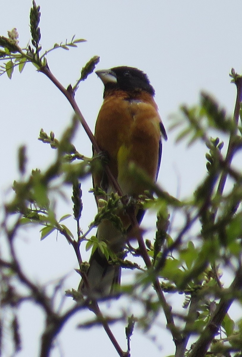 Black-headed Grosbeak - Barb Thomascall