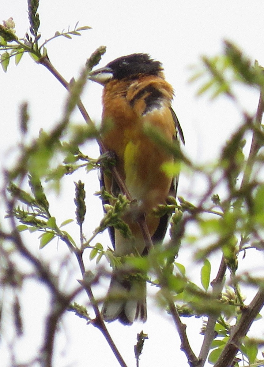 Black-headed Grosbeak - ML608430439