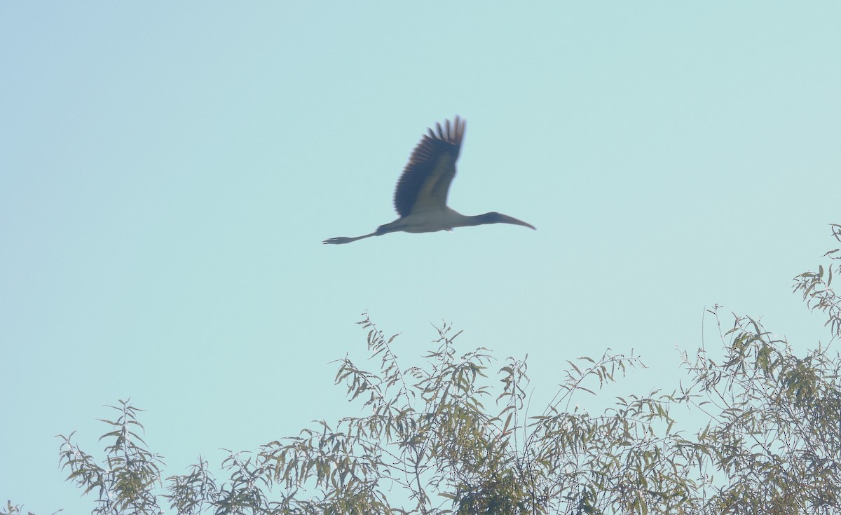 Wood Stork - ML608430446