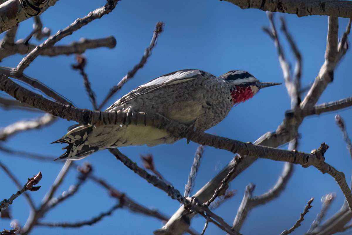 Red-naped Sapsucker - ML608430500