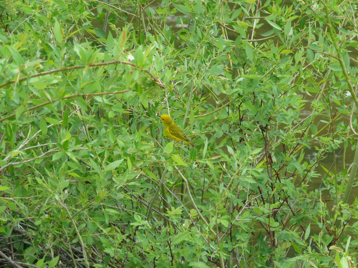 Yellow Warbler - ML608430604