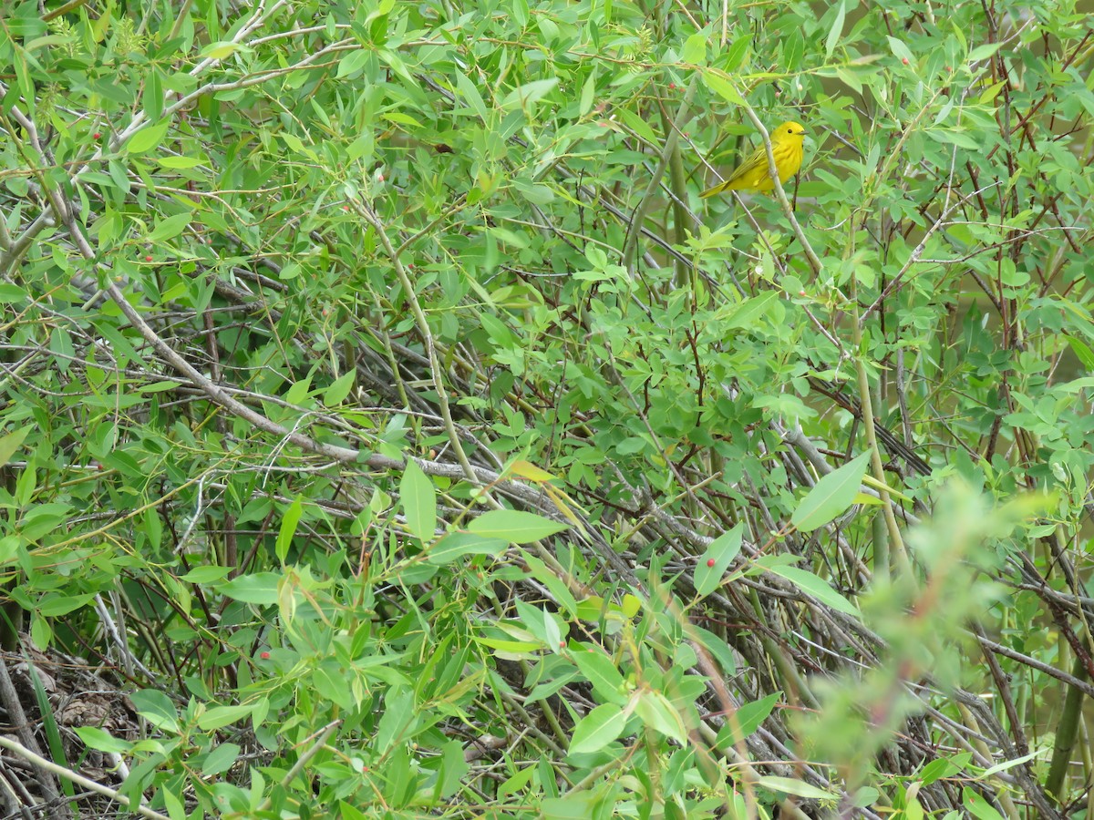 Yellow Warbler - ML608430605