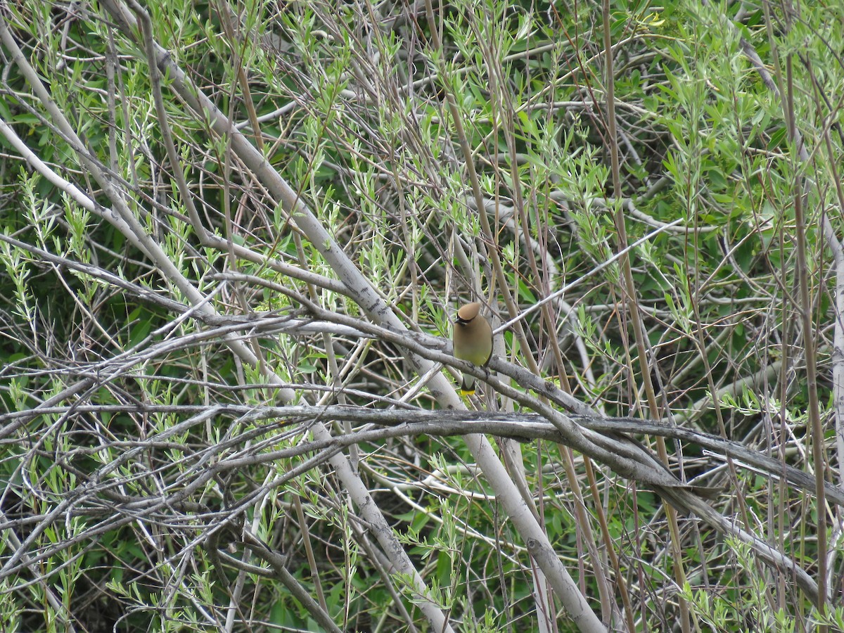 Cedar Waxwing - ML608430633