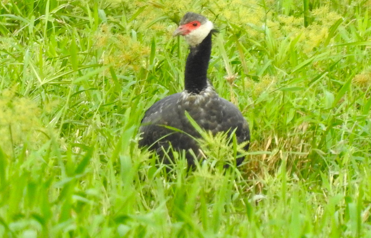 Weißwangen-Wehrvogel - ML608430653