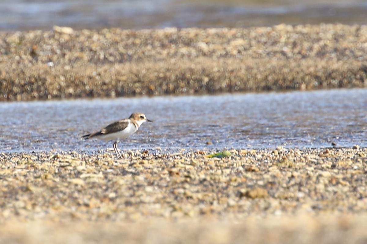 Javan Plover - ML608430665