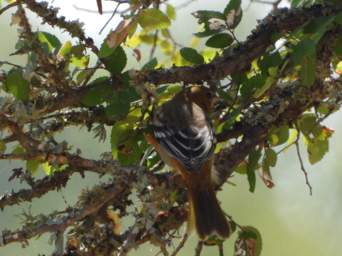 Baltimore Oriole - ML608430672