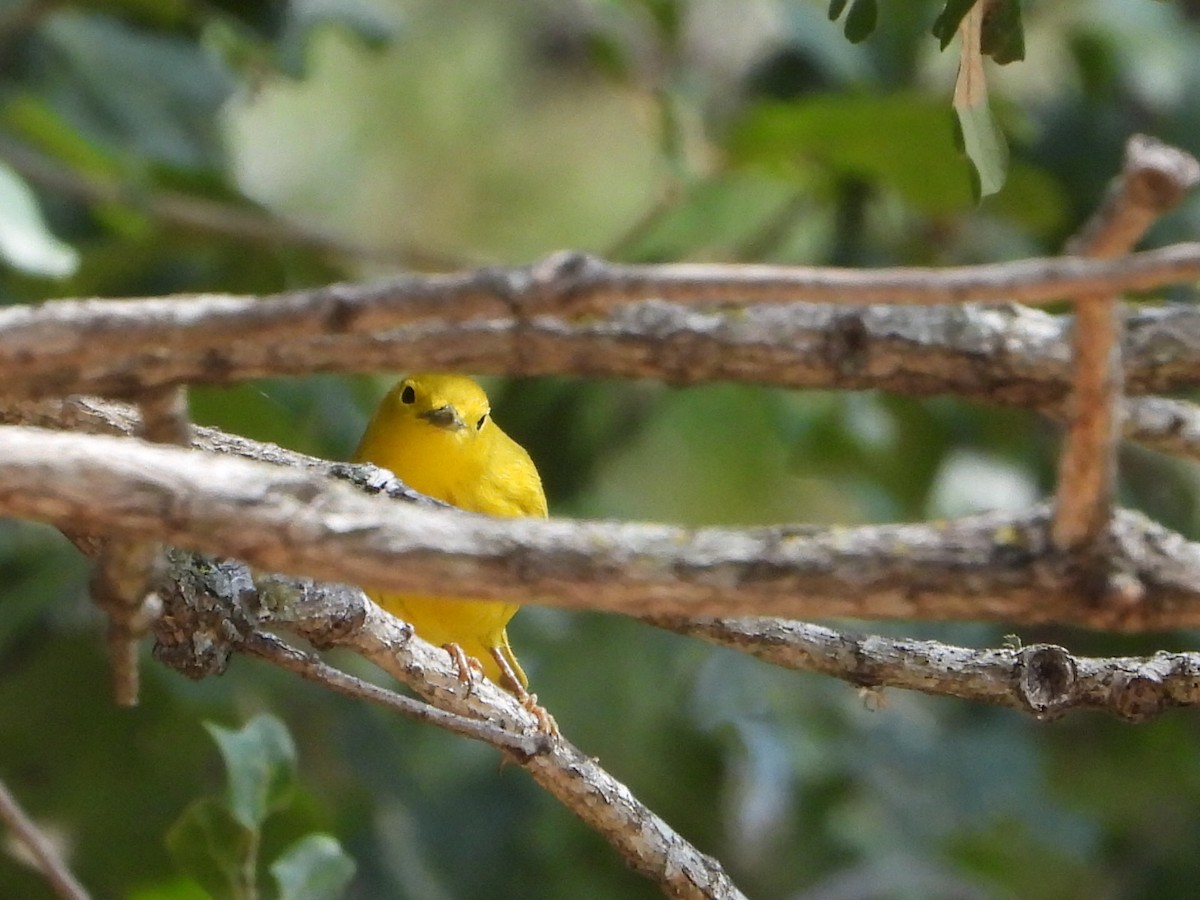 Yellow Warbler - ML608430685