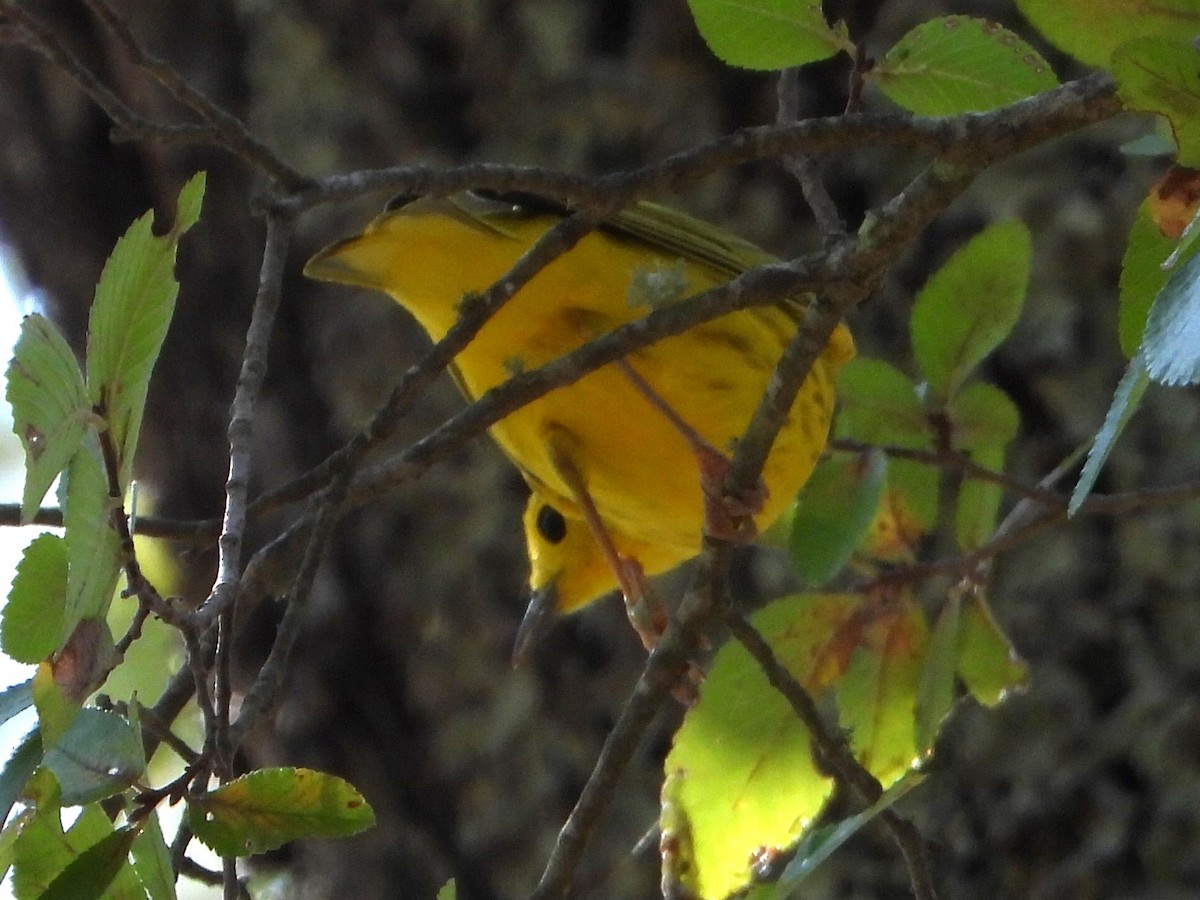 Yellow Warbler - Lesha Roberts