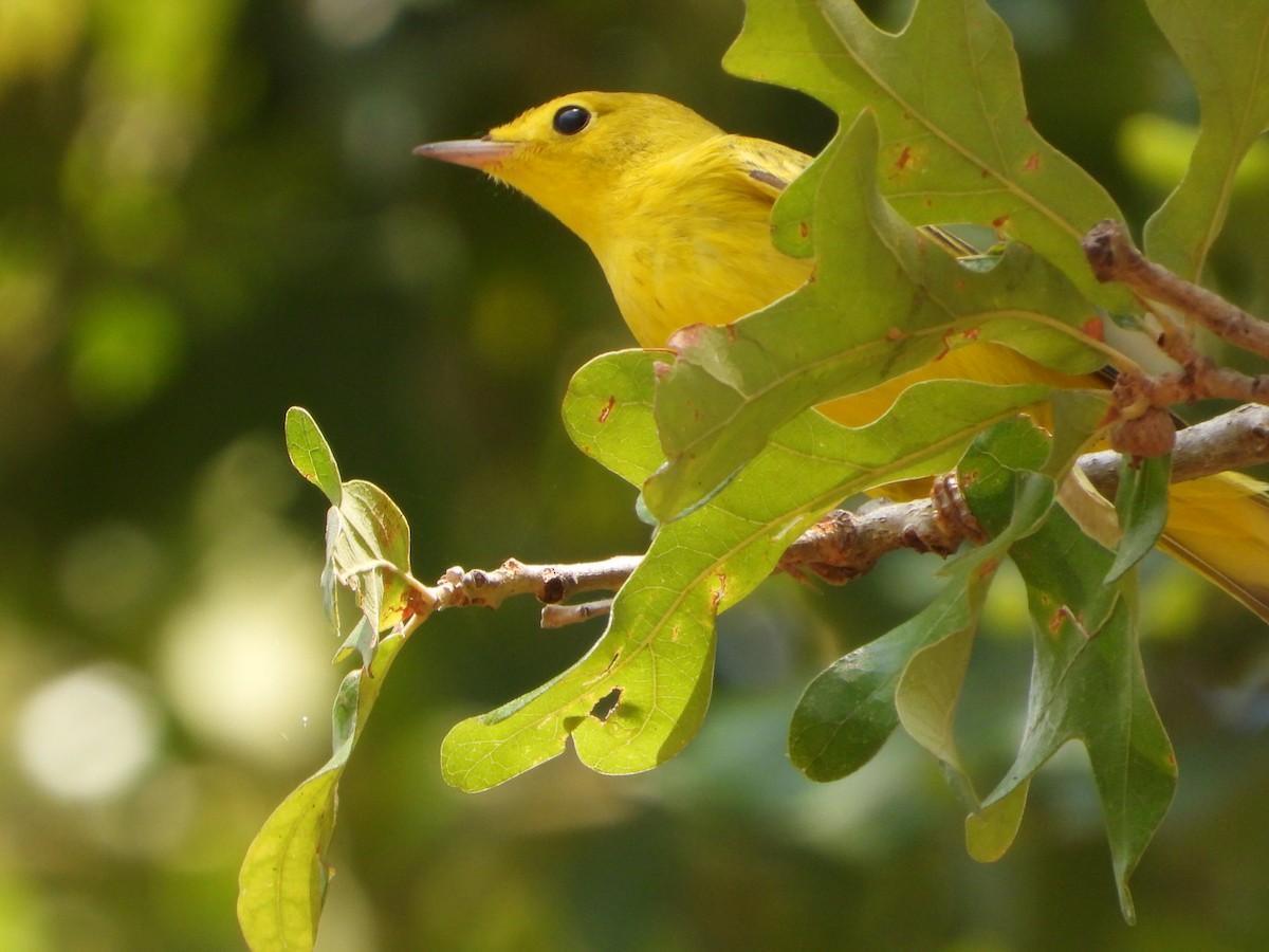 Yellow Warbler - ML608430687