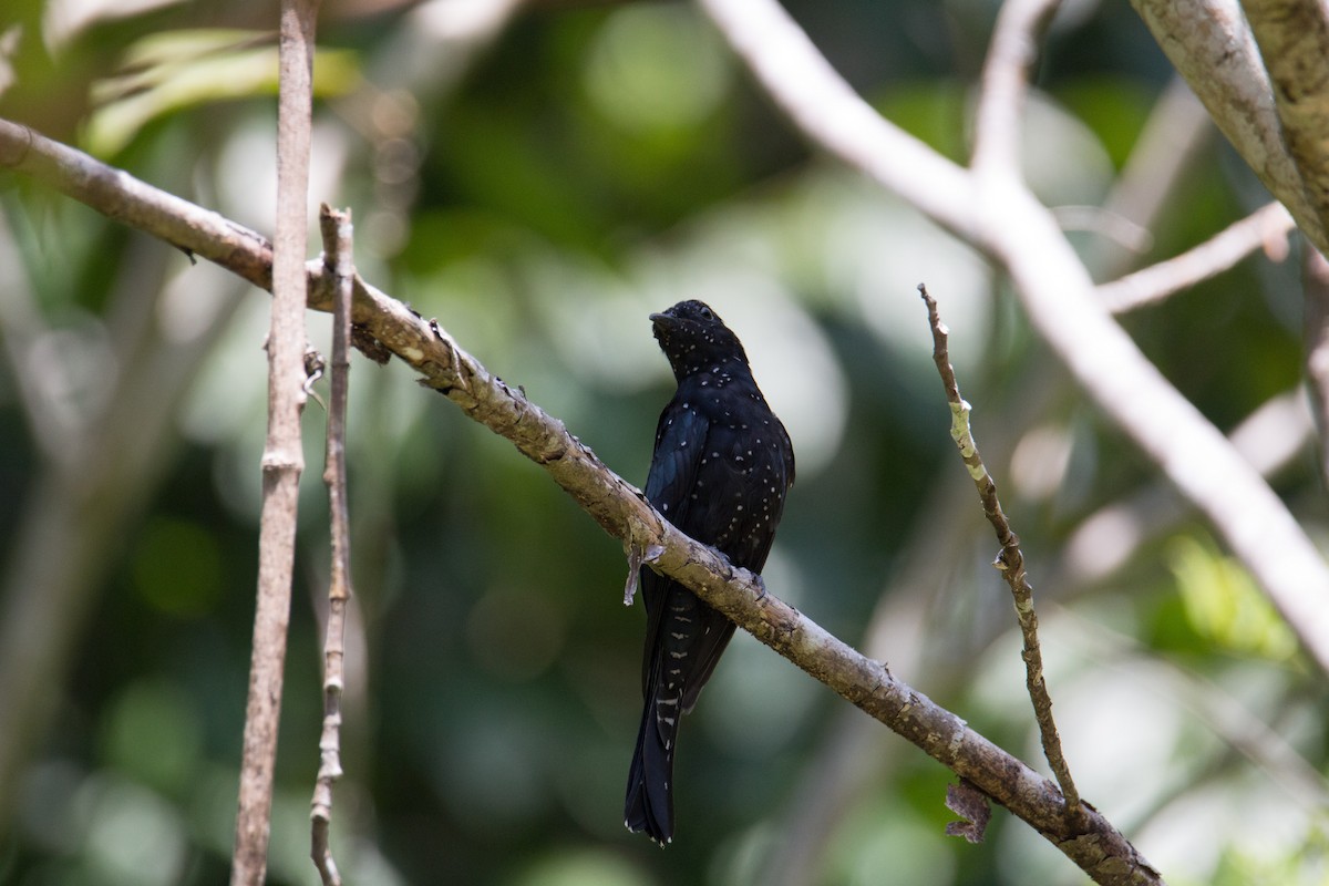 Square-tailed Drongo-Cuckoo - Akekachoke Buranaanun