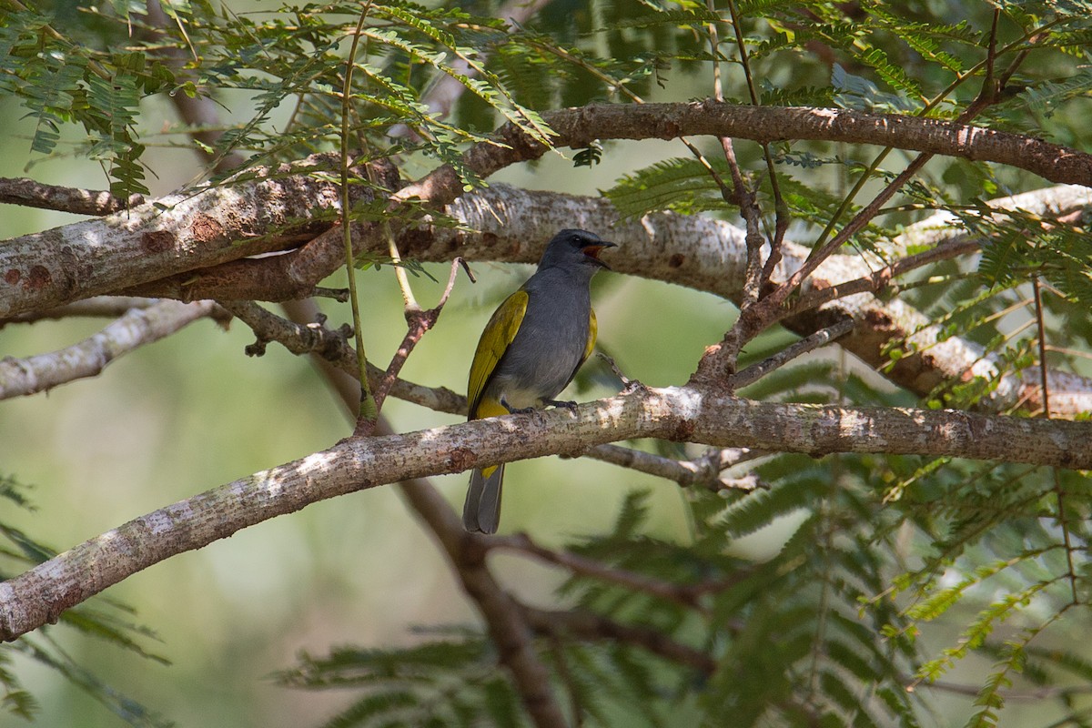 Gray-bellied Bulbul - Akekachoke Buranaanun