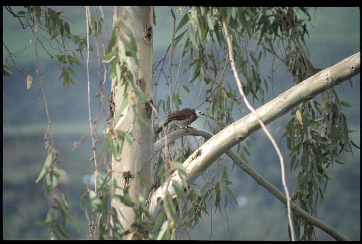 Cretzschmar's Babbler - ML608430783