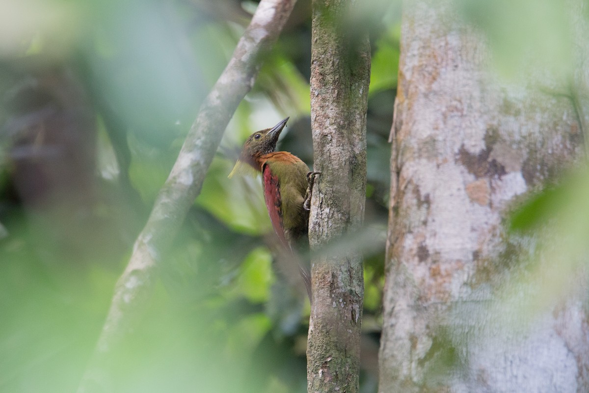 Checker-throated Woodpecker (Checker-throated) - ML608430791