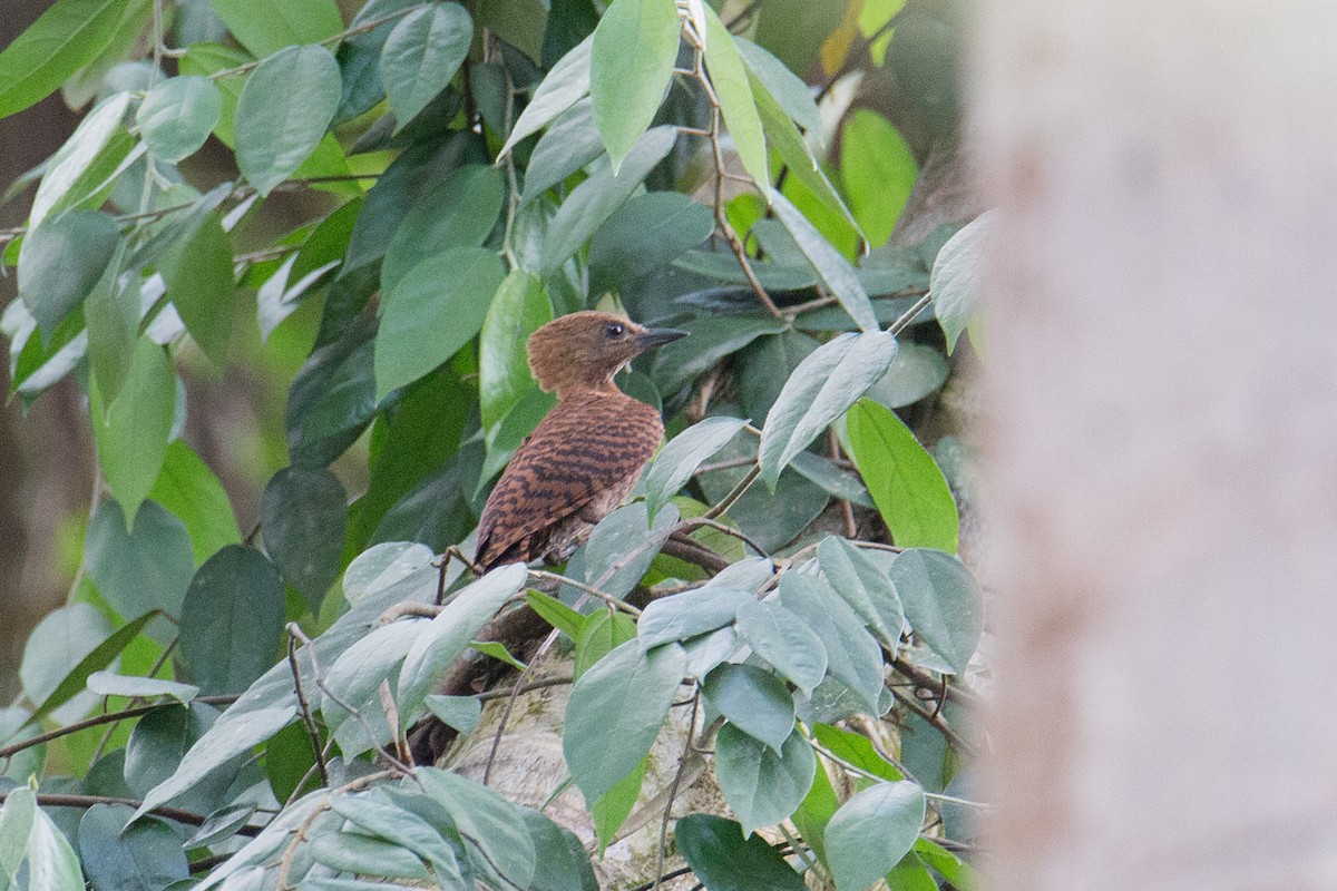 Rufous Woodpecker - Akekachoke Buranaanun